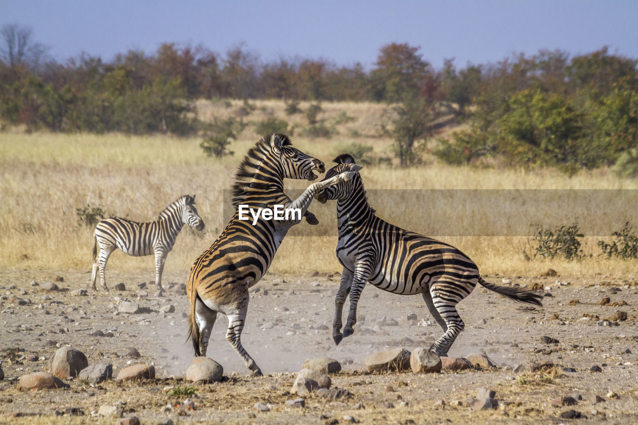 Zebras fighting on land