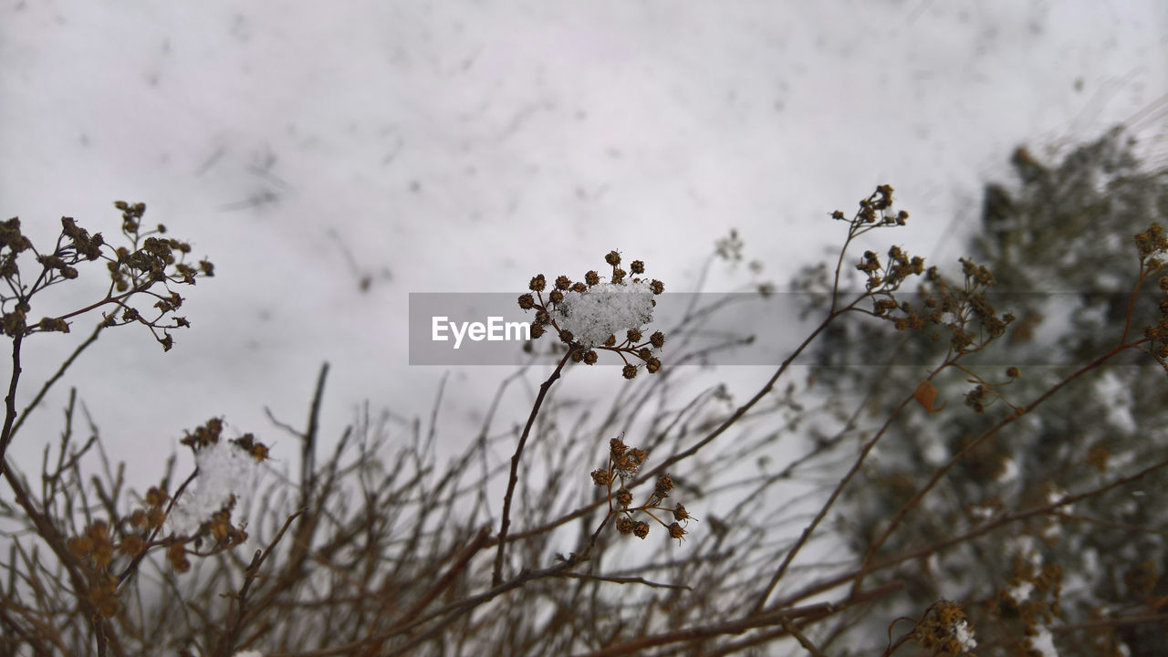 CLOSE-UP OF WILTED PLANT ON SNOW COVERED FIELD