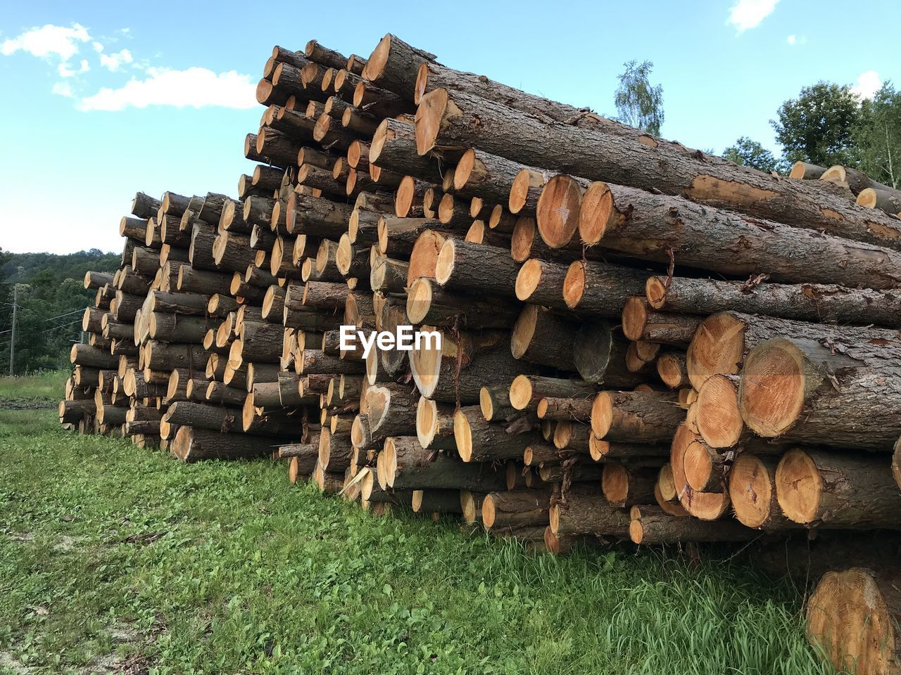 Stack of logs in field