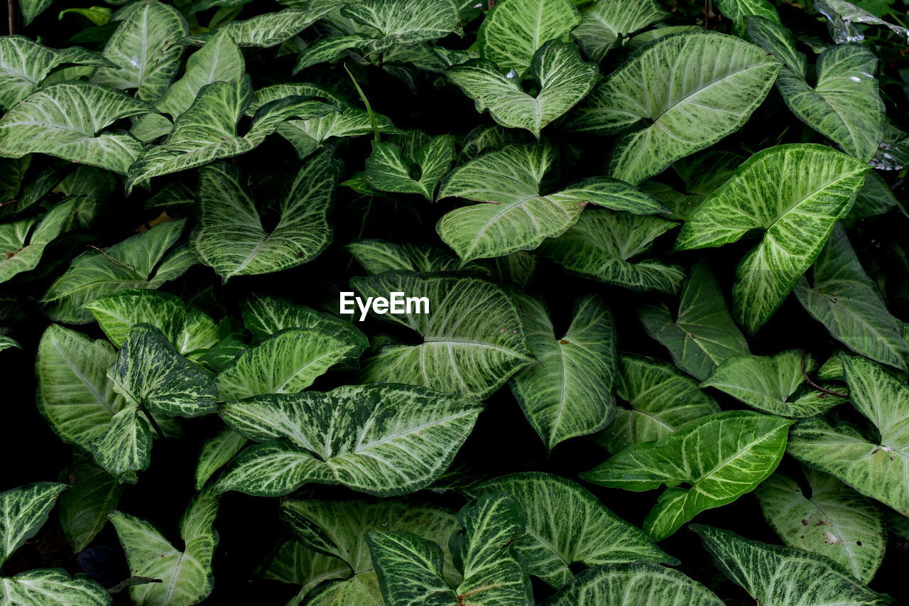 Full frame shot of plants