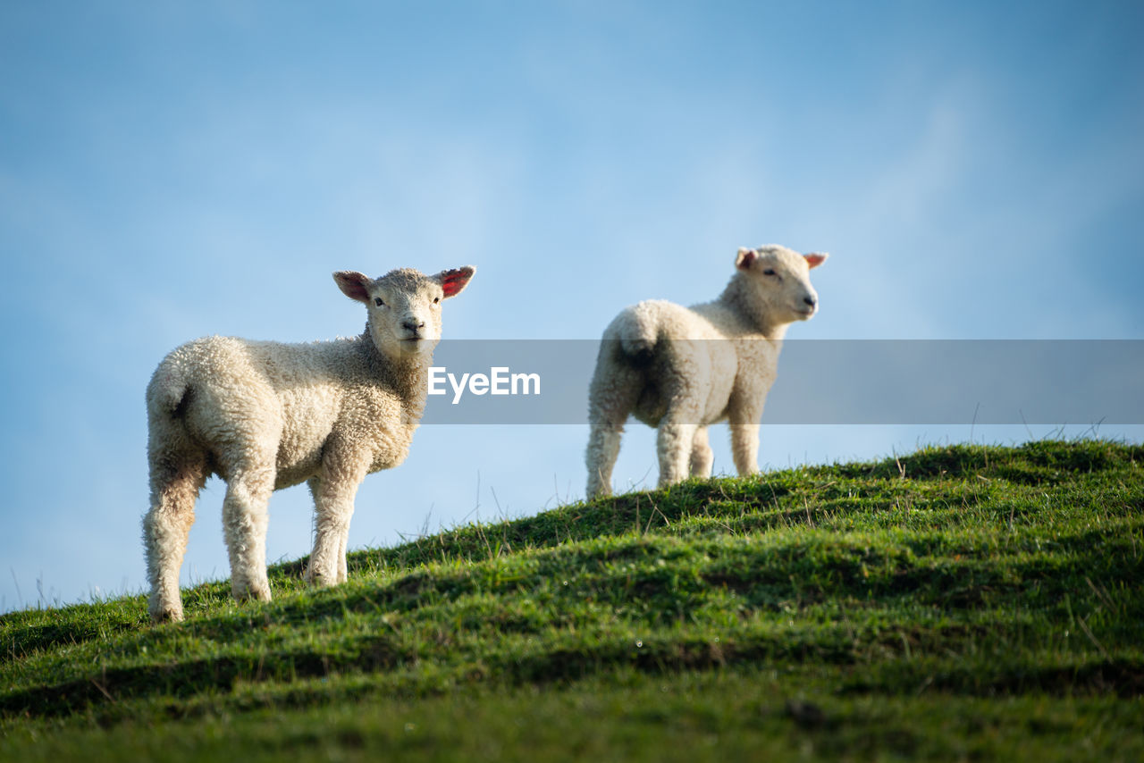 Two cute baby lambs standing on the top of green hill in the soft morning sunlight