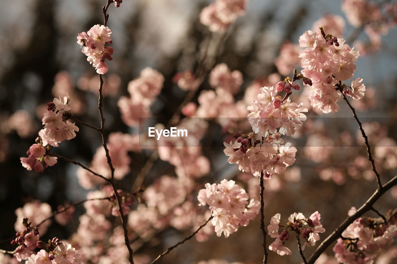 plant, flower, flowering plant, blossom, springtime, tree, fragility, beauty in nature, freshness, spring, pink, nature, growth, branch, cherry blossom, produce, focus on foreground, close-up, cherry tree, no people, outdoors, food, inflorescence, flower head, botany, day, almond tree, food and drink, petal, twig, fruit, macro photography, fruit tree, selective focus, cherry, agriculture