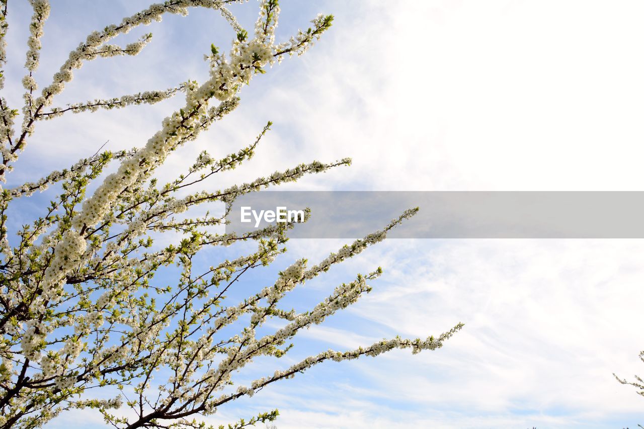 Low angle view of branches against sky