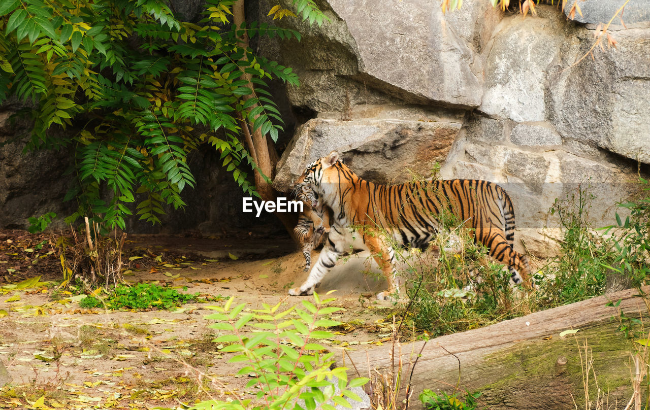 animal, animal themes, tiger, animal wildlife, mammal, wildlife, big cat, jungle, one animal, nature, zoo, plant, feline, tree, no people, cat, outdoors, carnivora, felidae, day, land, carnivore, rock, forest, domestic animals, travel destinations