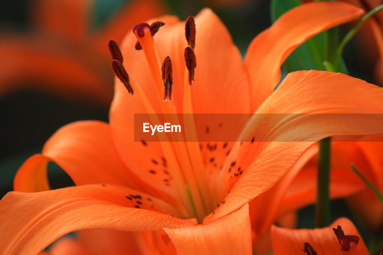 Close-up of orange lily blooming outdoors