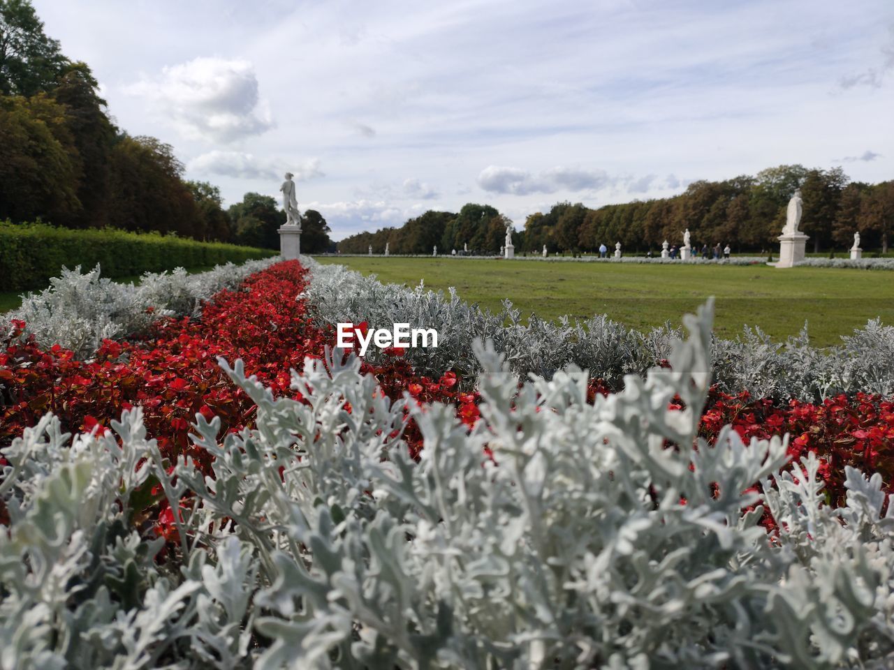 VIEW OF FLOWERING PLANTS ON FIELD