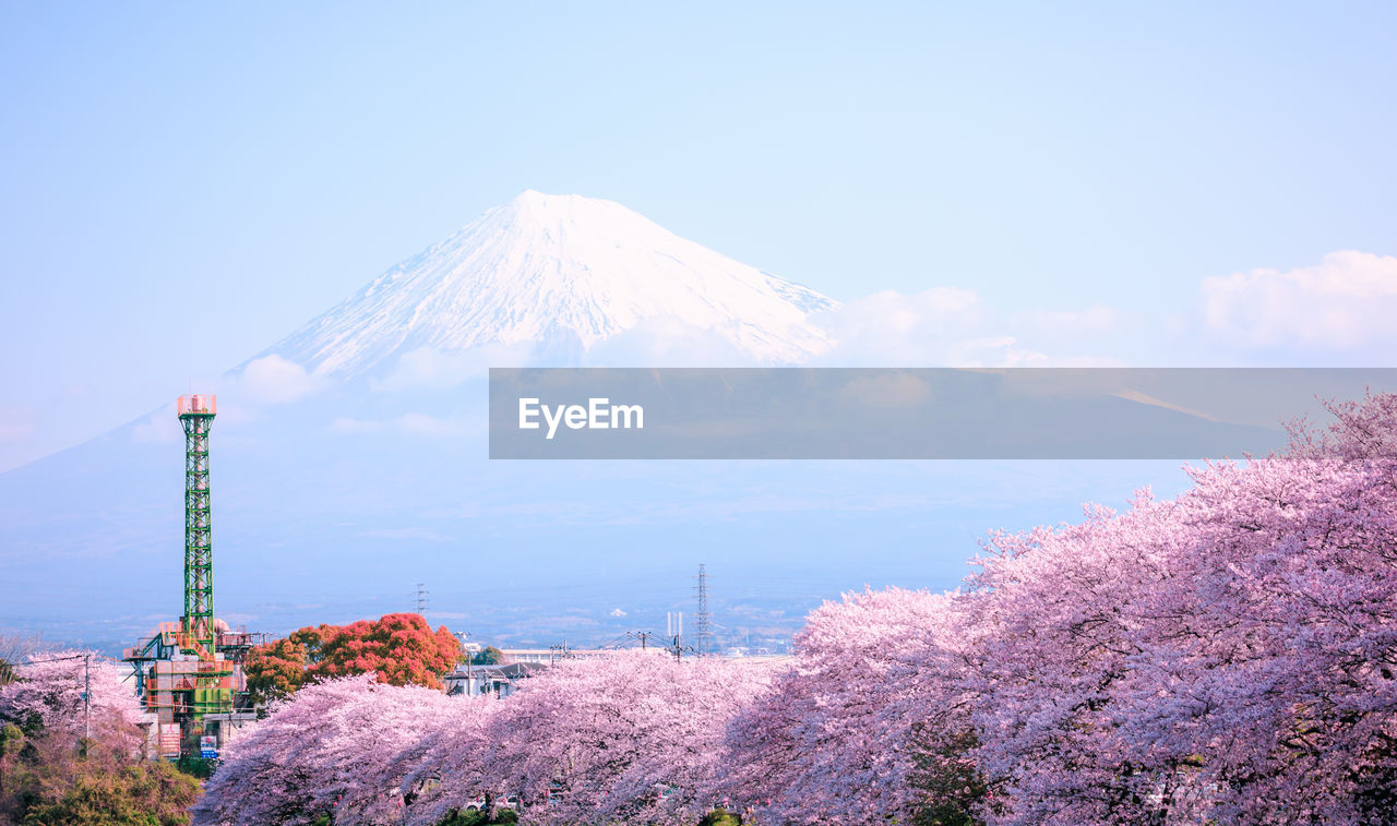 Low angle view of pink flowering trees against snow covered mountain and sky