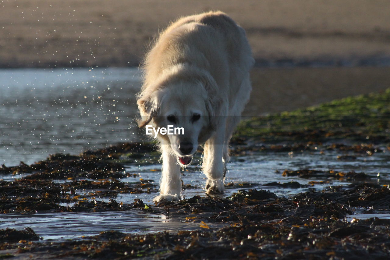 Low angle view of dog at sea shore