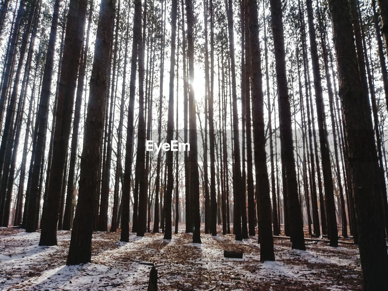 Low angle view of bamboo trees in forest during winter