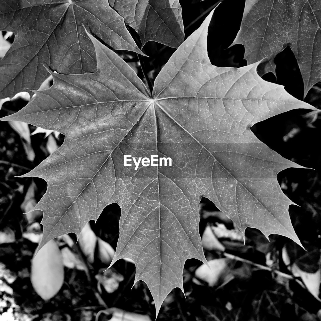 CLOSE-UP OF MAPLE LEAVES ON AUTUMNAL