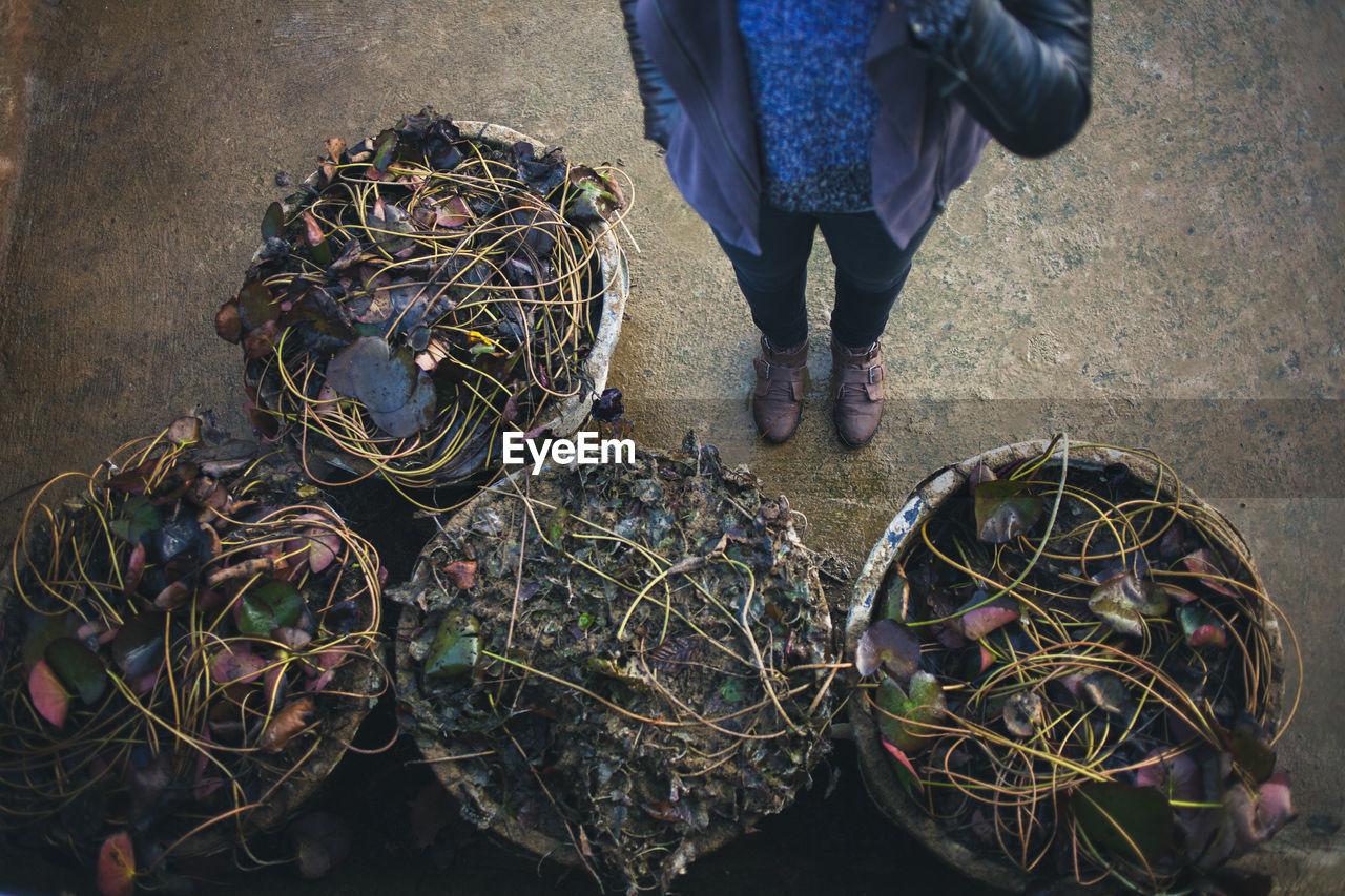 Low section of woman standing by plants