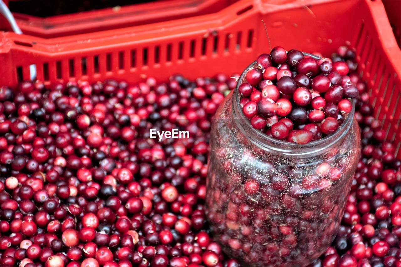 CLOSE-UP OF BLACKBERRIES