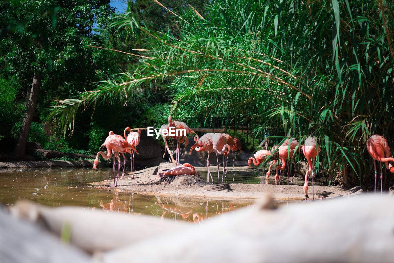 Flamingos at lakeshore