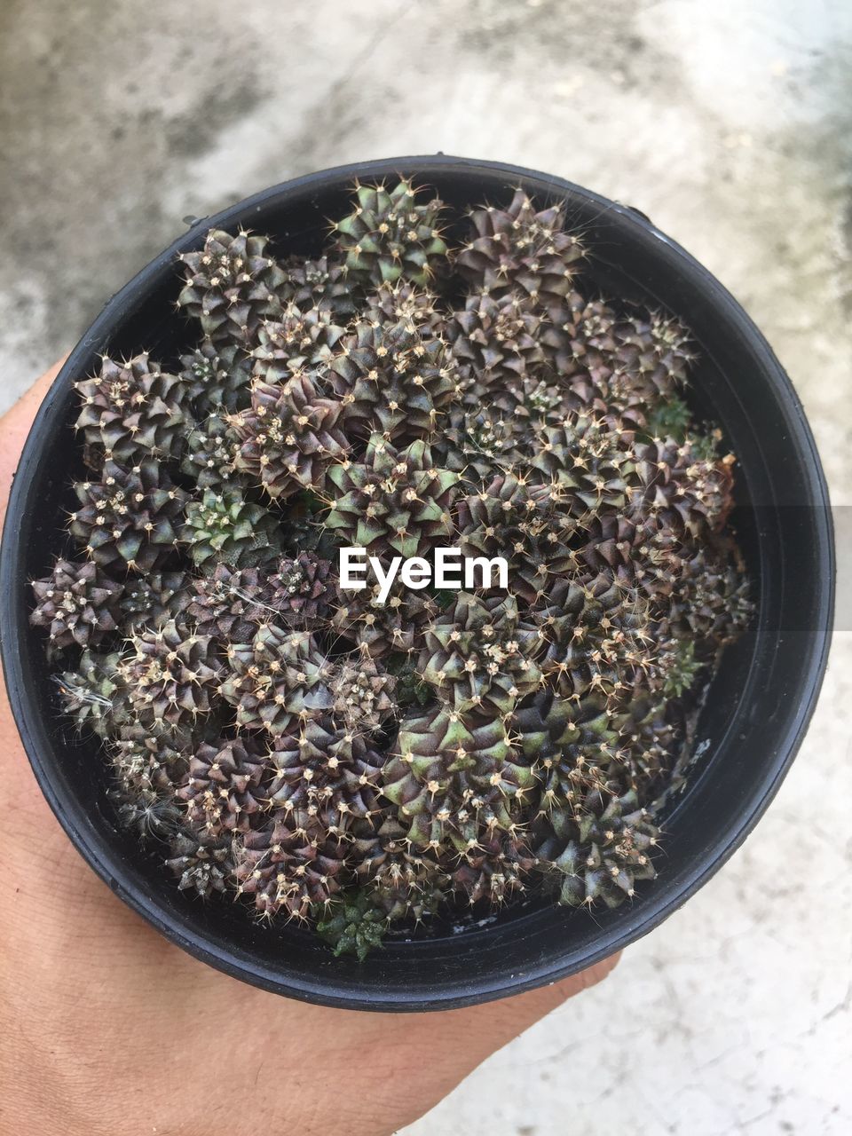 HIGH ANGLE VIEW OF POTTED PLANTS IN BOWL