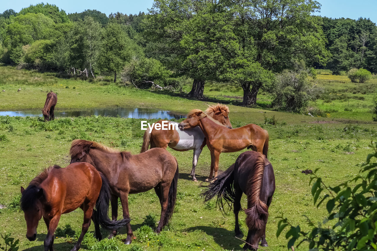 Beautiful panorama of grazing horses on a green meadow in summer