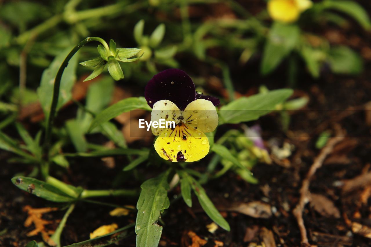 CLOSE-UP OF YELLOW FLOWERS BLOOMING OUTDOORS