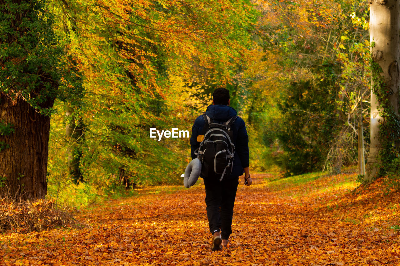 A walk in the autumn woods