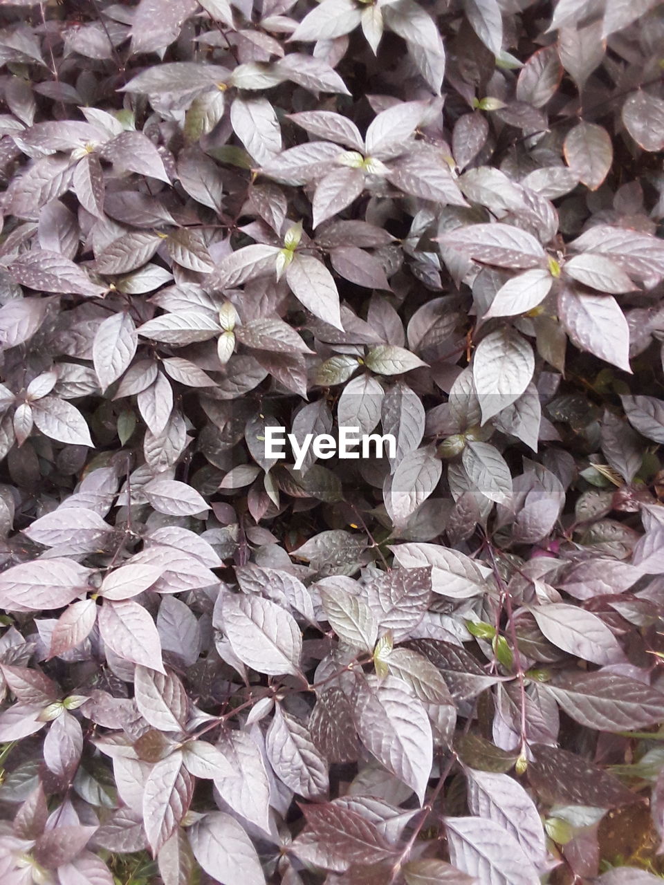 FULL FRAME SHOT OF WHITE FLOWERING PLANT