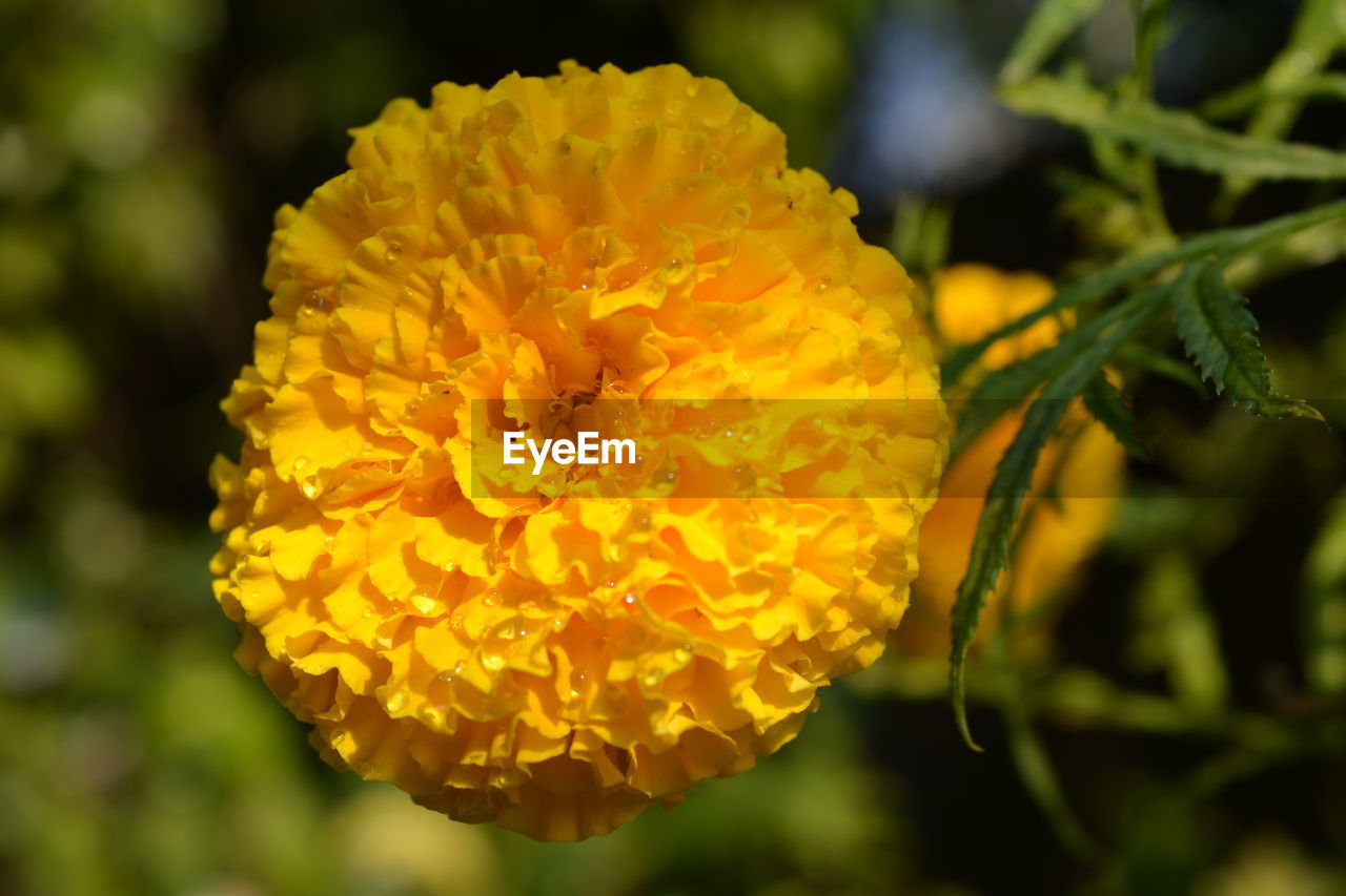 Close-up of yellow flower blooming outdoors