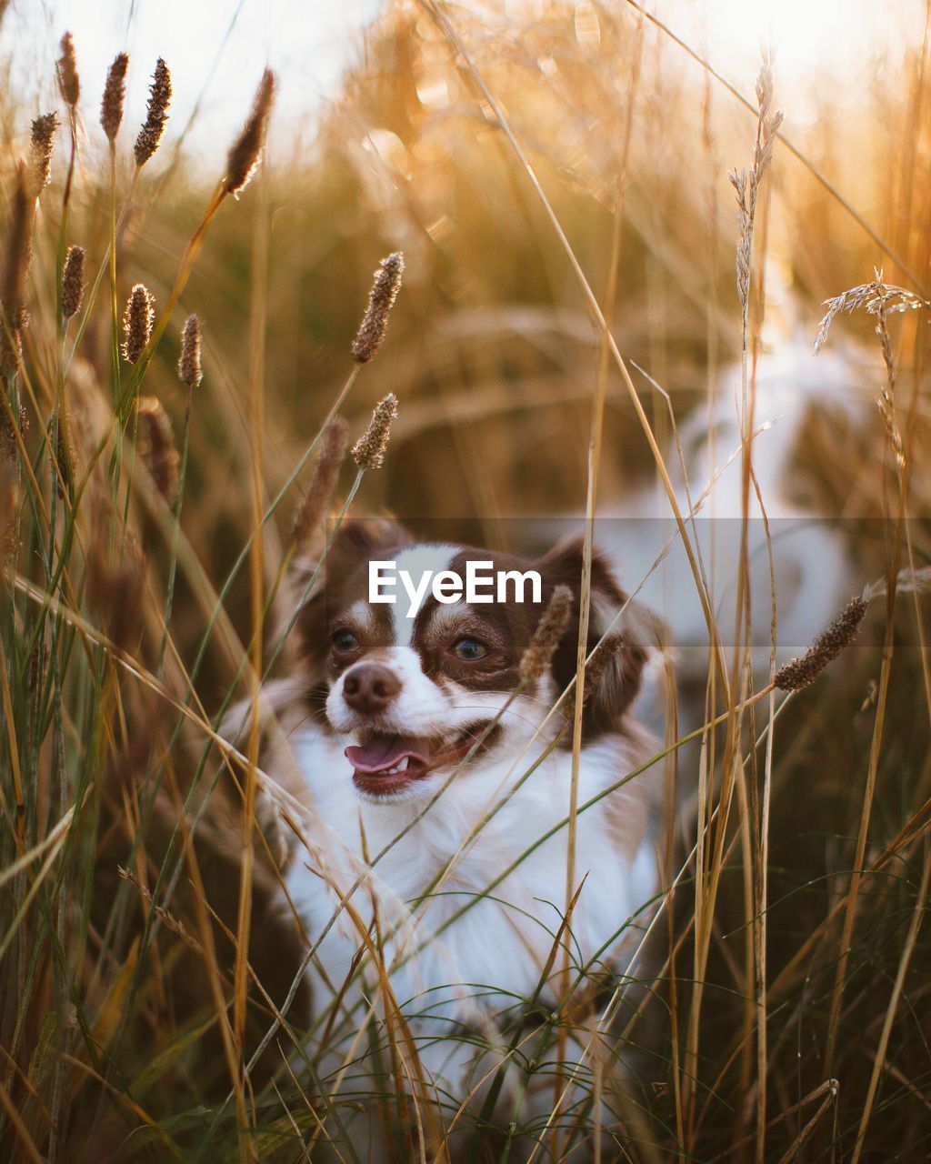 Low angle view of dog lying in grassy field