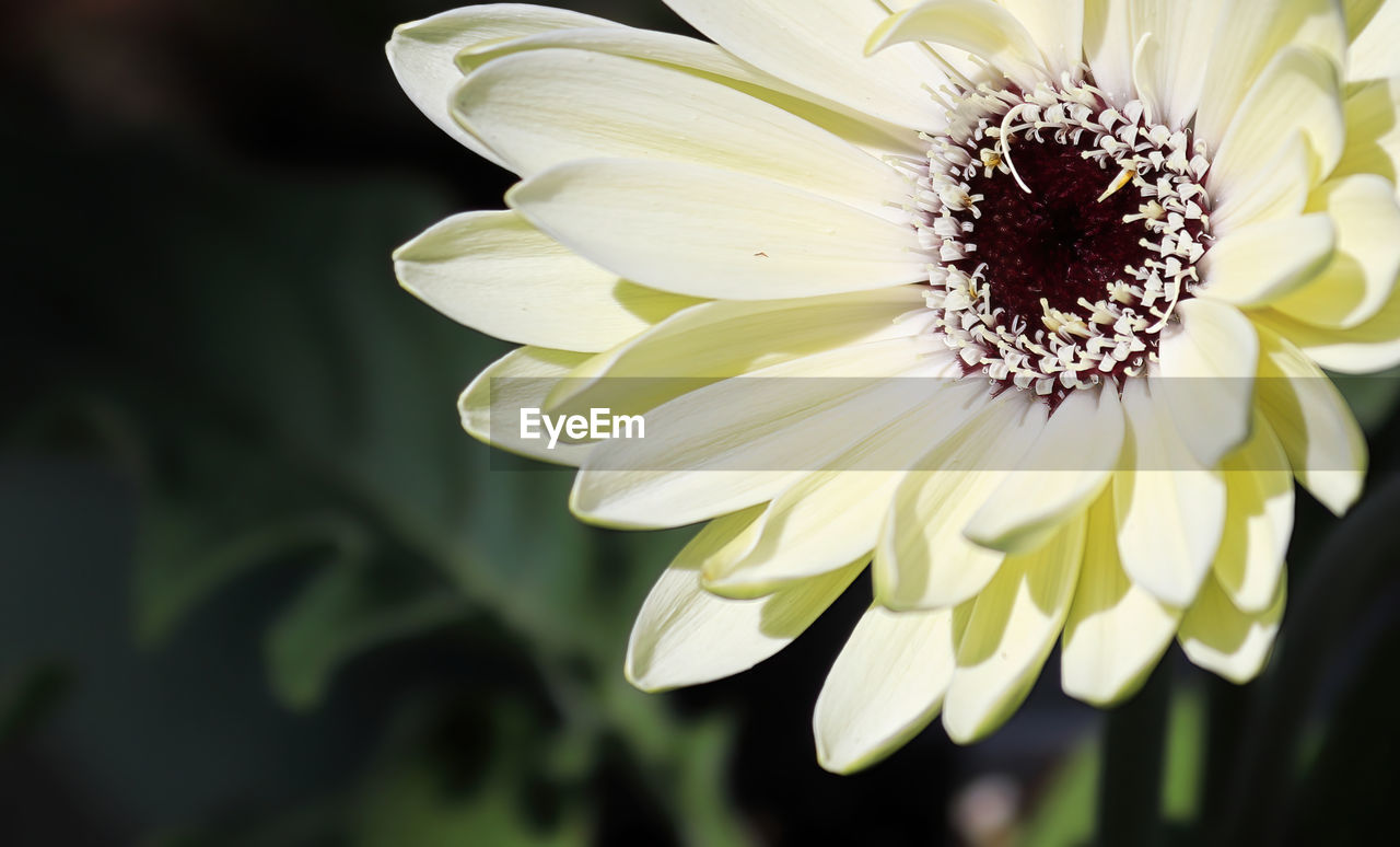 Closeup fo a white gerbera daisy flower.