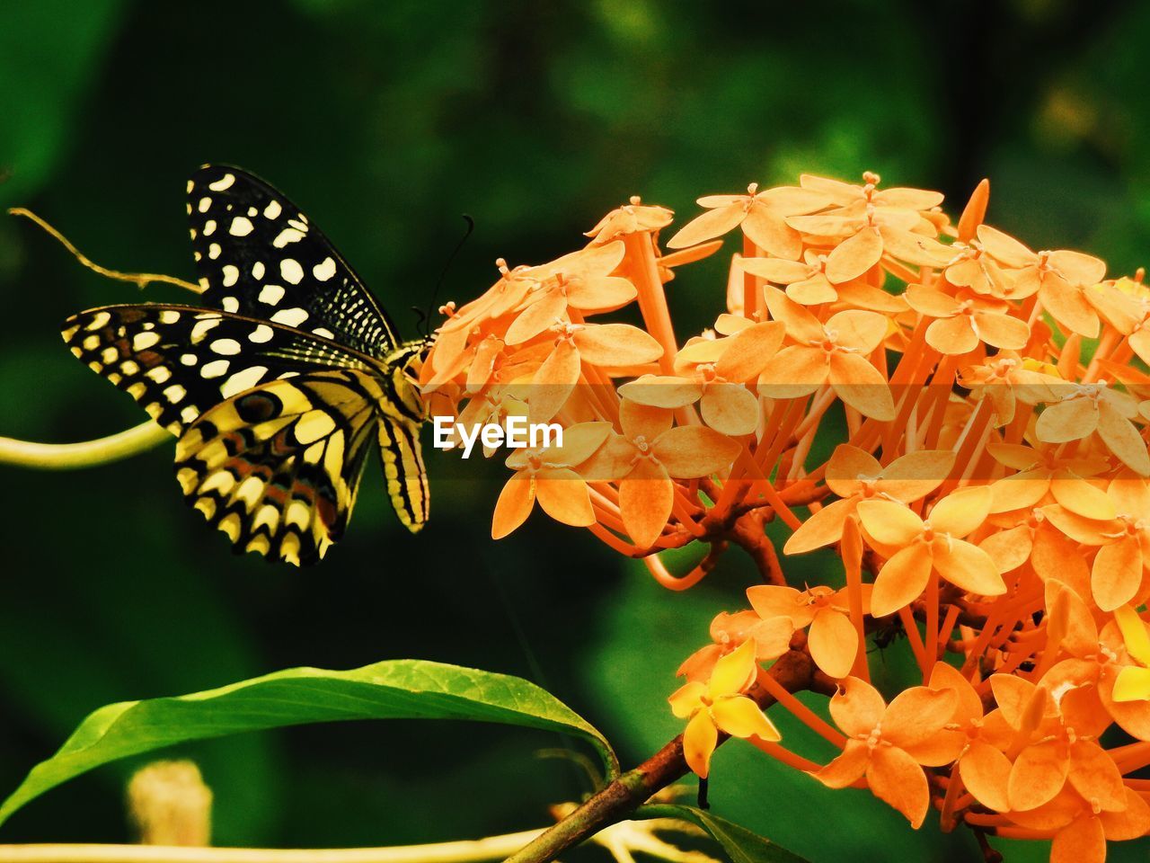 Close-up of butterfly on orange ixoras