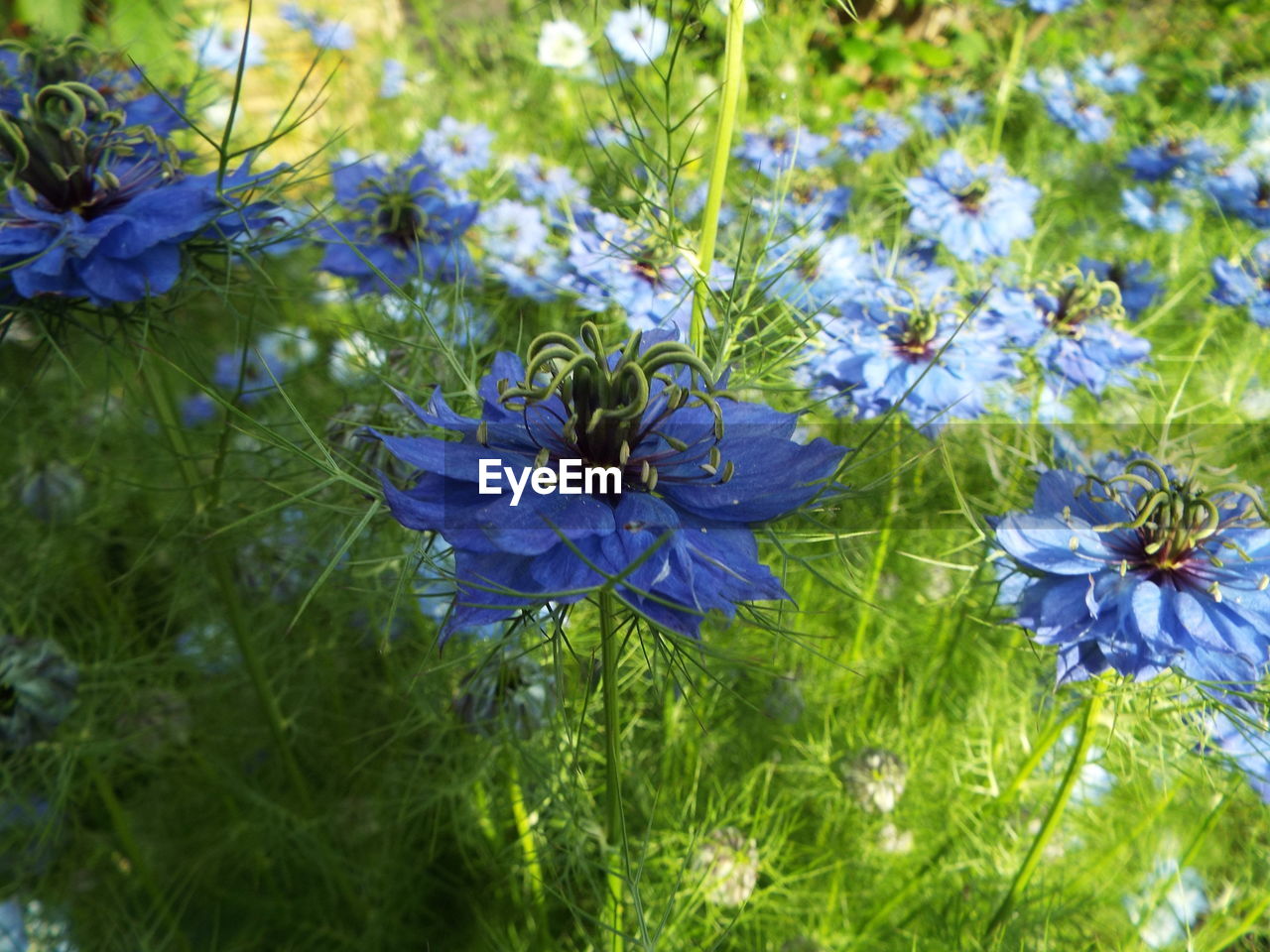 CLOSE-UP VIEW OF BLUE FLOWERS