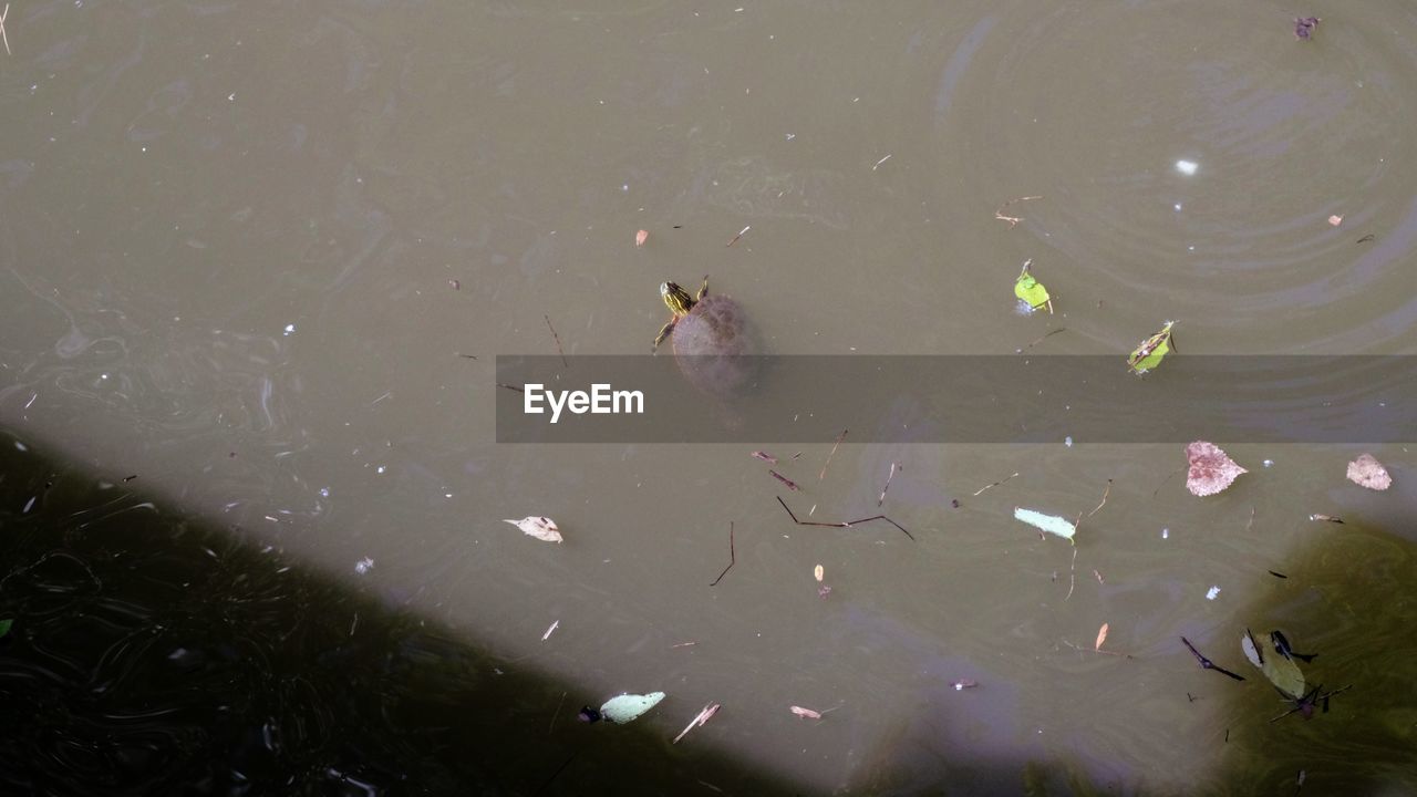 HIGH ANGLE VIEW OF FISH SWIMMING ON LAKE