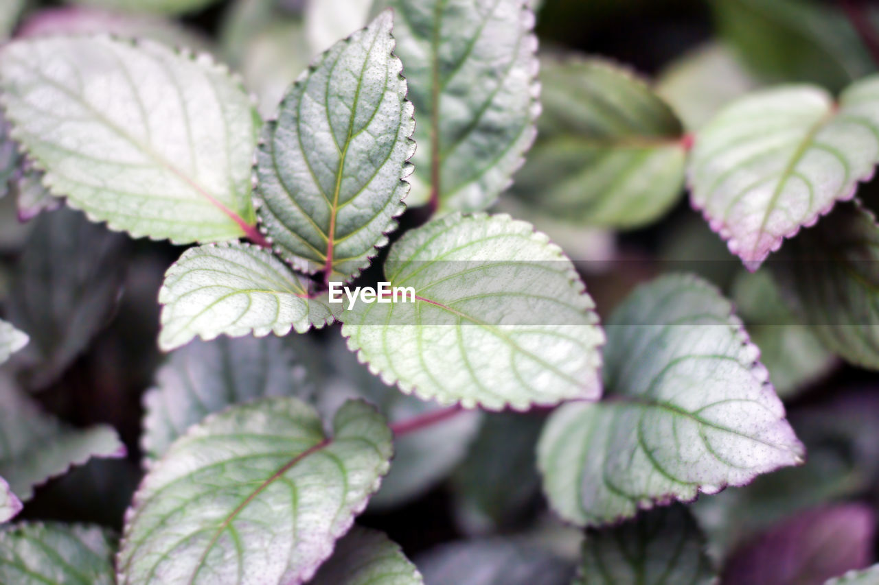 Strobilanthes alternata, aka red ivy, red-flame ivy, or waffle plant, acanthaceae native to java.