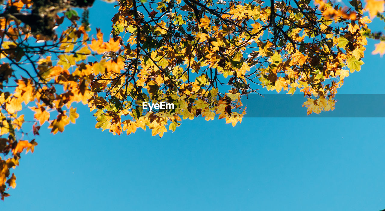 tree, plant, branch, sky, nature, leaf, autumn, plant part, low angle view, beauty in nature, blue, clear sky, no people, growth, sunlight, outdoors, yellow, day, tranquility, flower, scenics - nature, orange color, environment