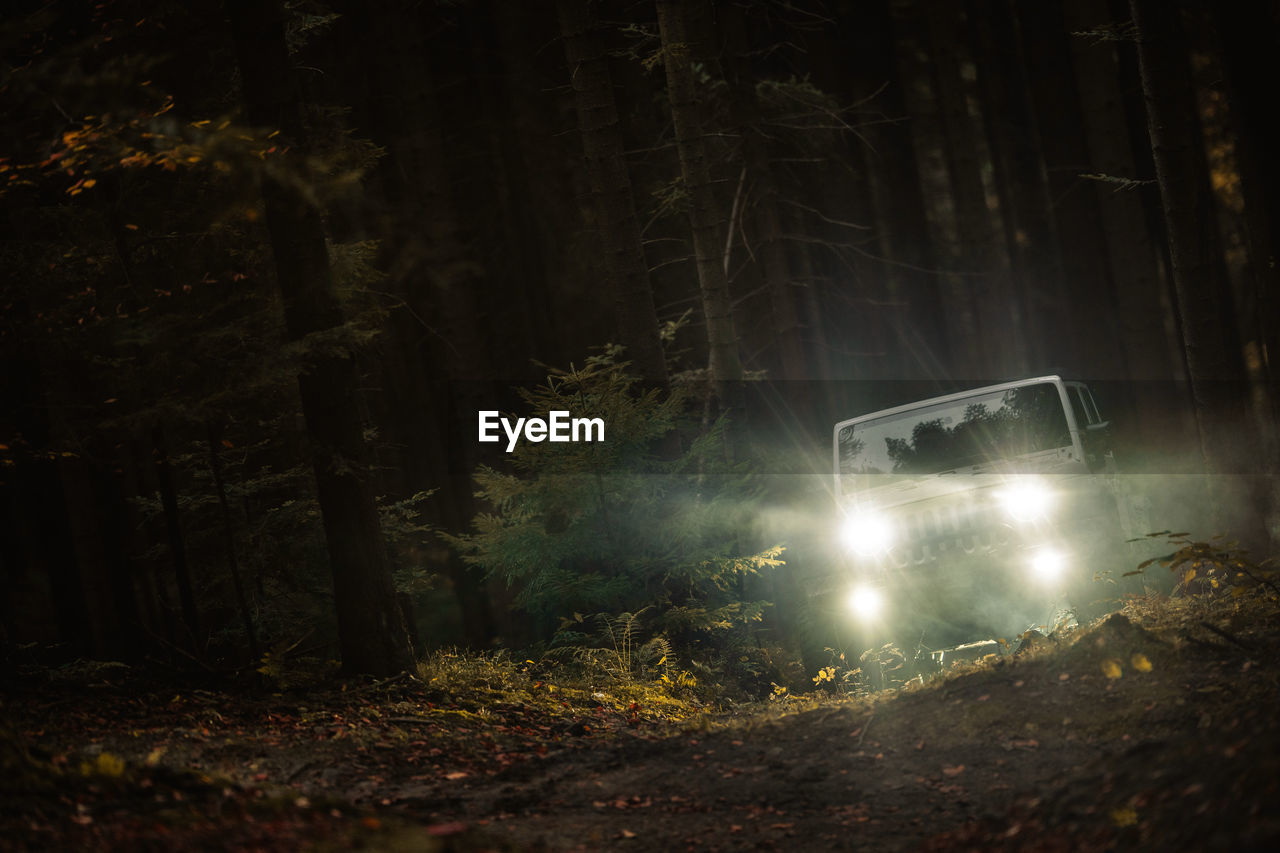 car on road in forest