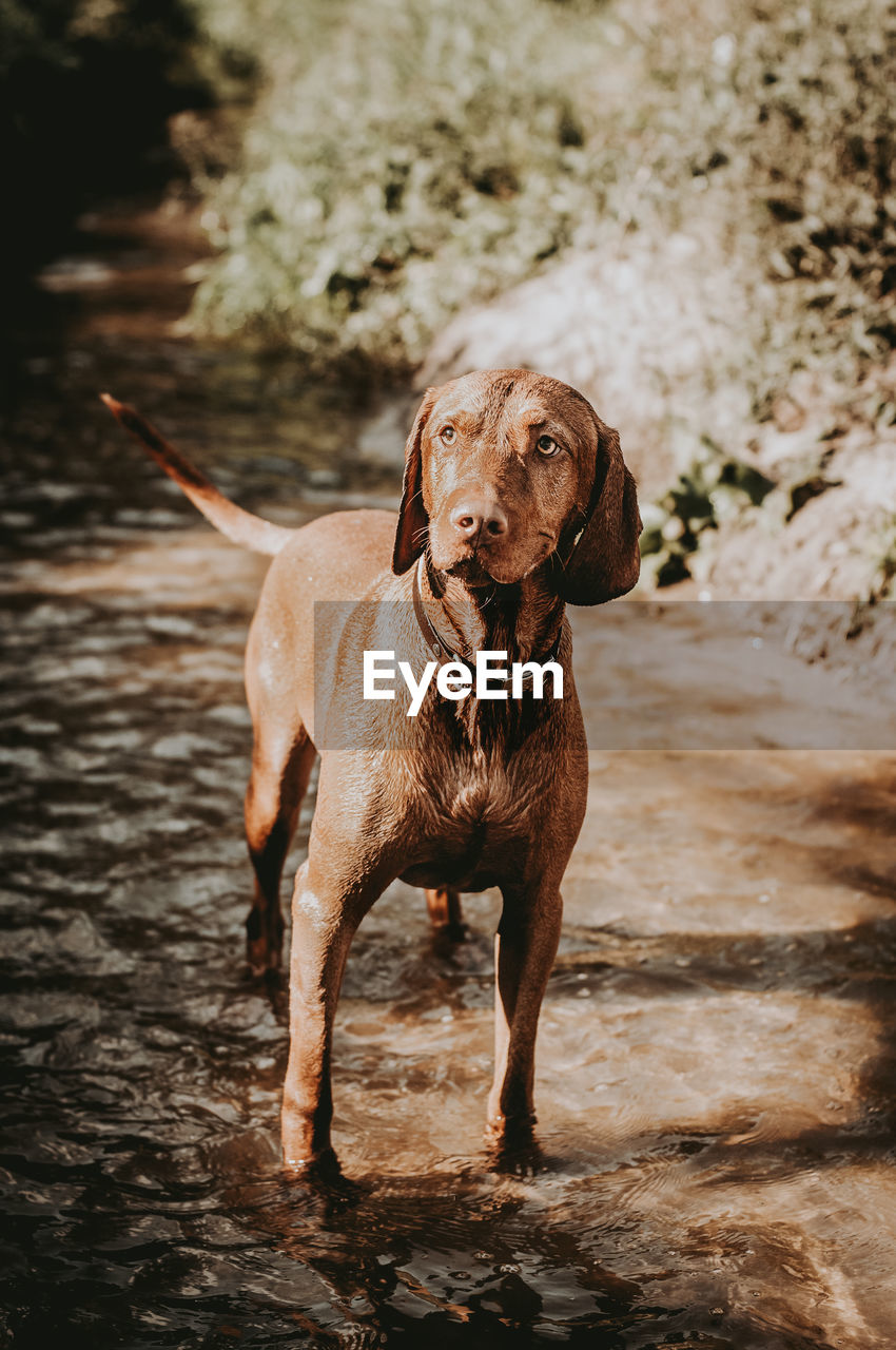 Dog standing in water