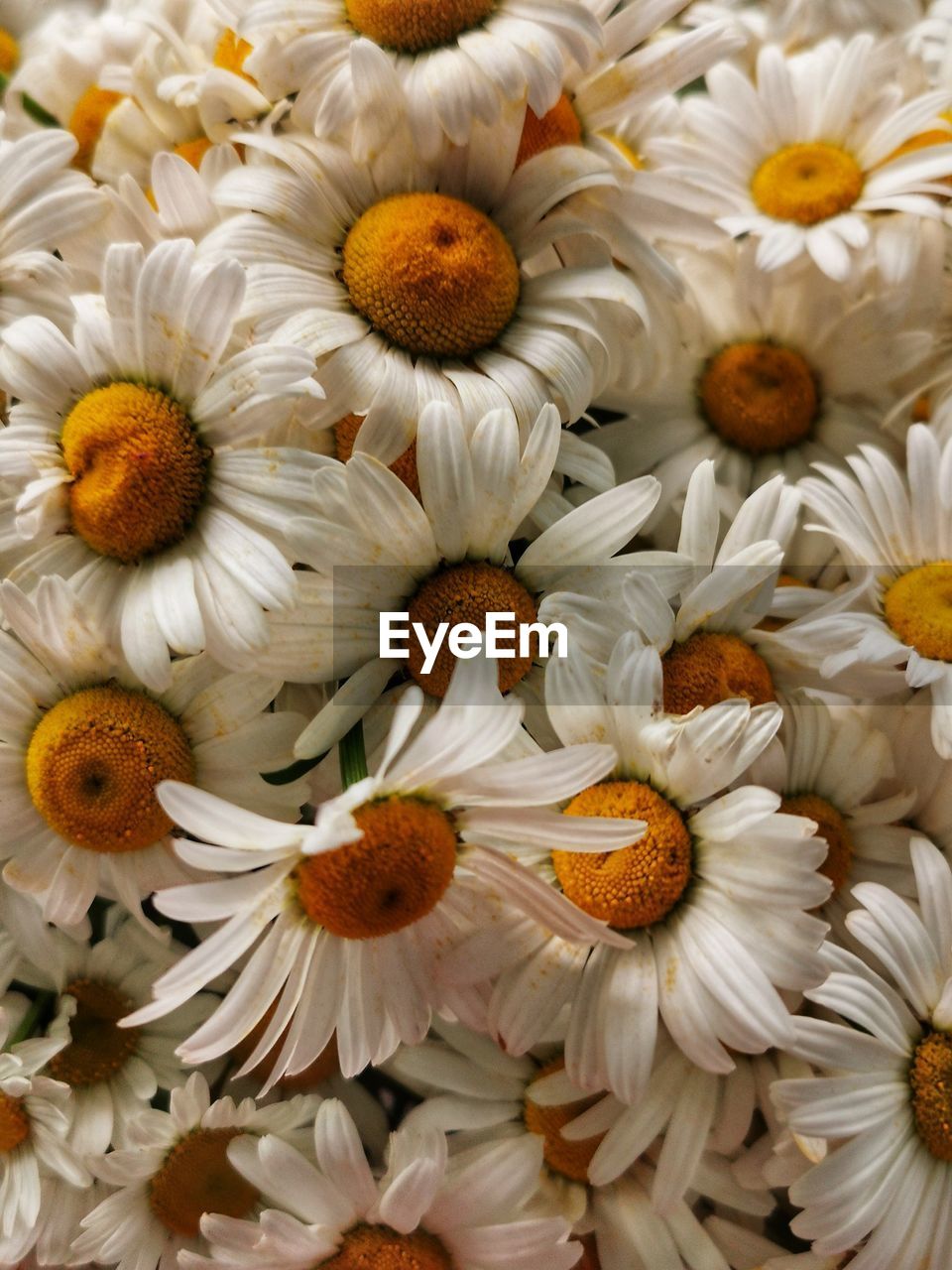 Full frame shot of white flowering plants