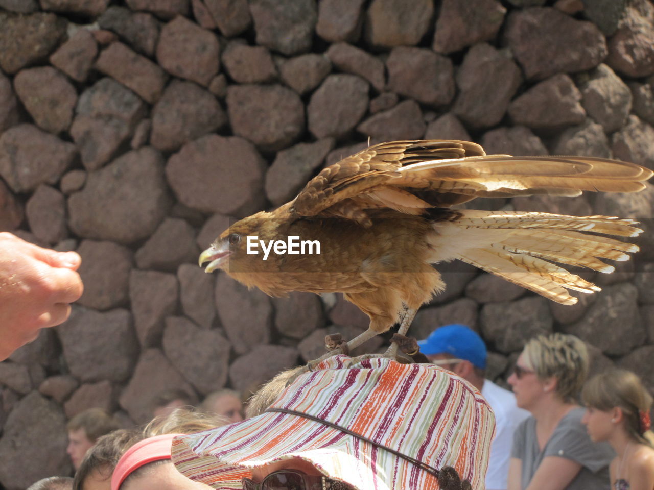 Close-up of eagle perching on hat