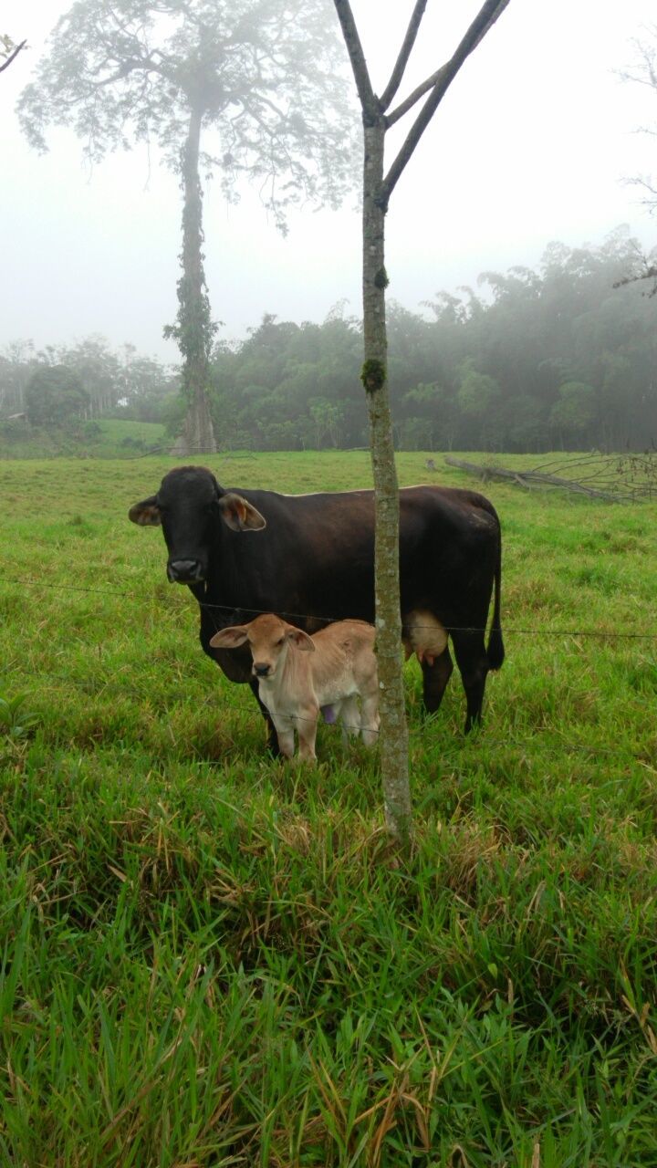 COWS GRAZING ON FIELD