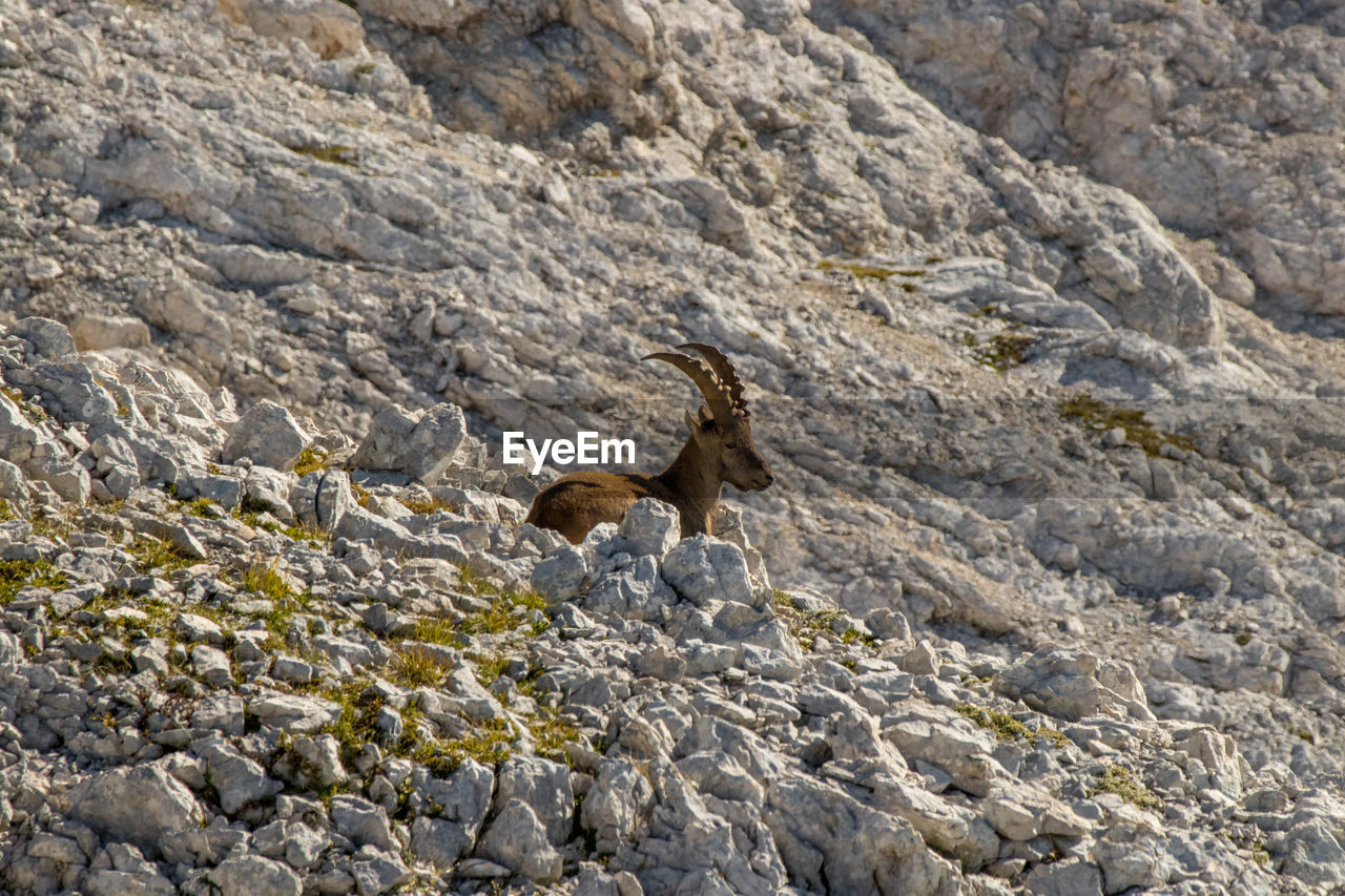 VIEW OF A ROCK