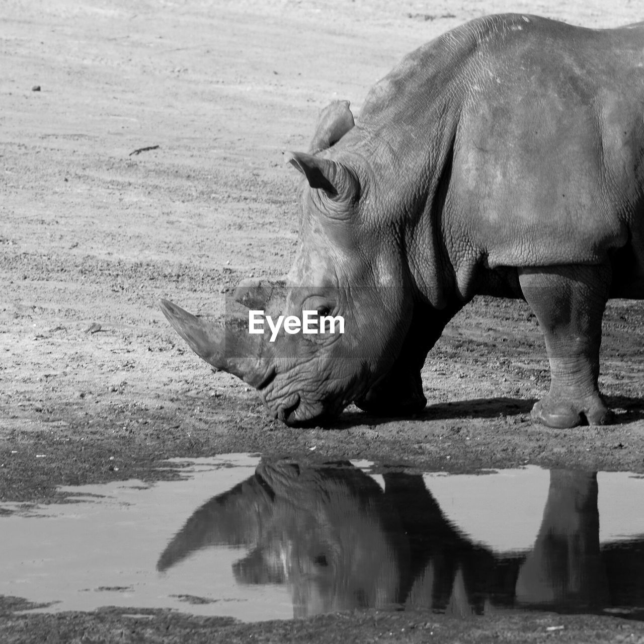 Rhinoceros standing by puddle