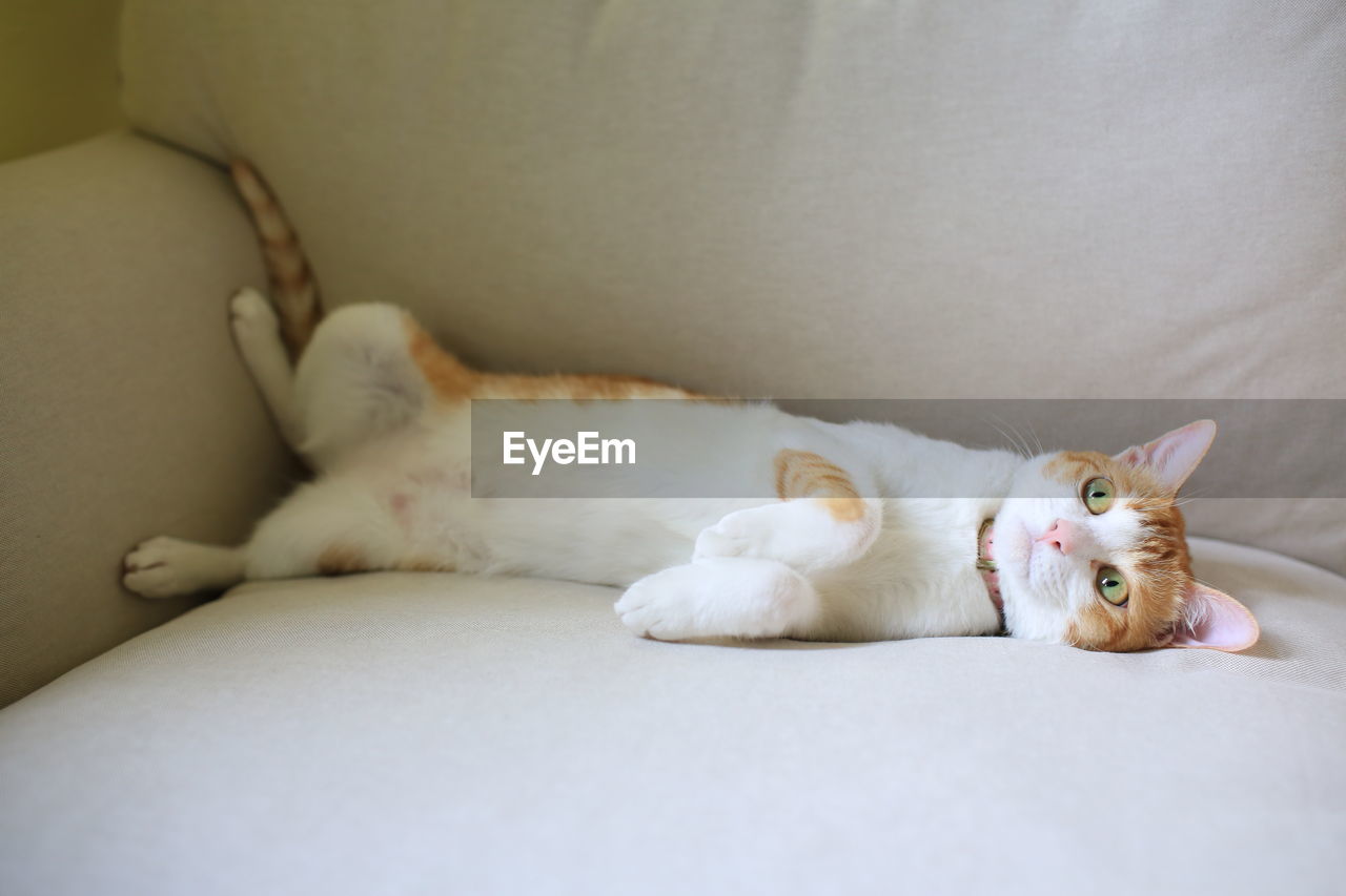 PORTRAIT OF A CAT LYING ON SOFA