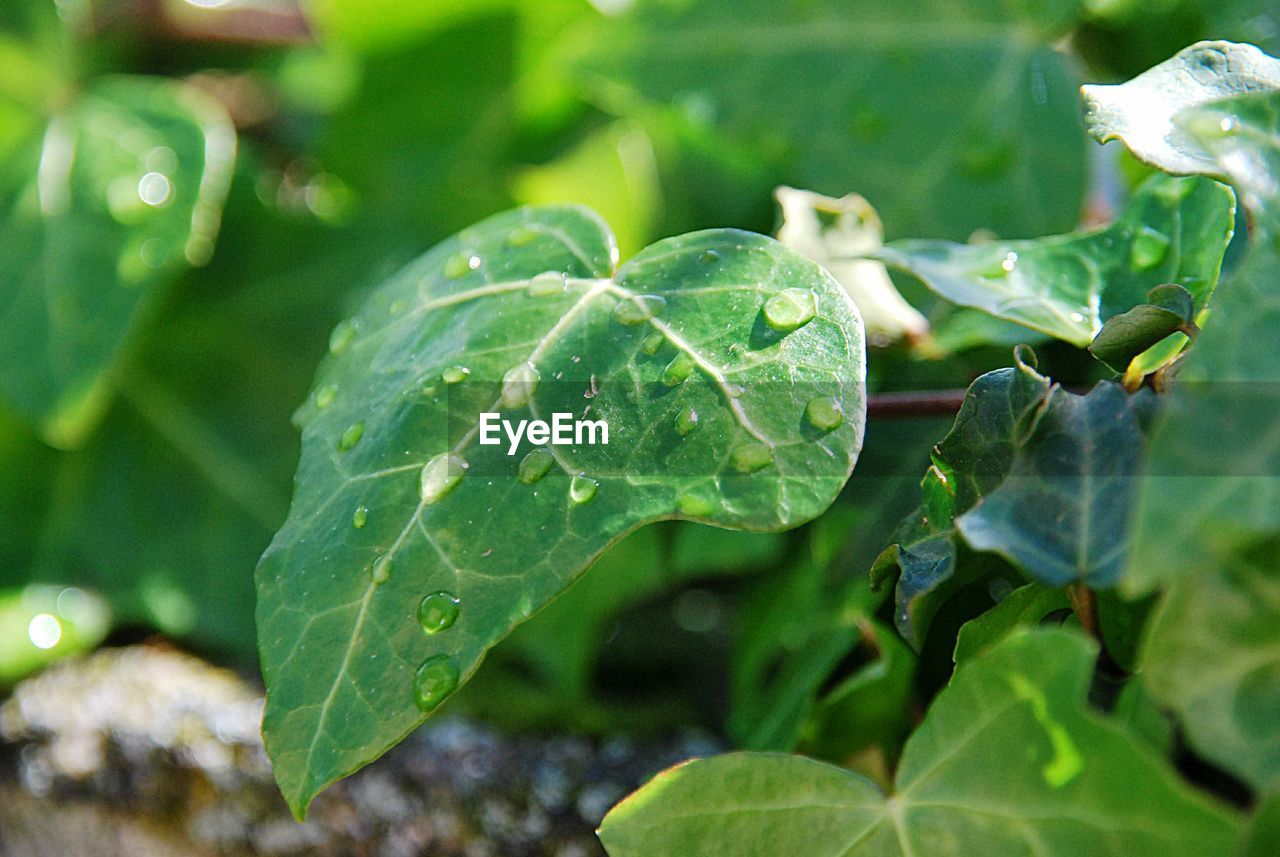 Close-up of raindrops on leaves