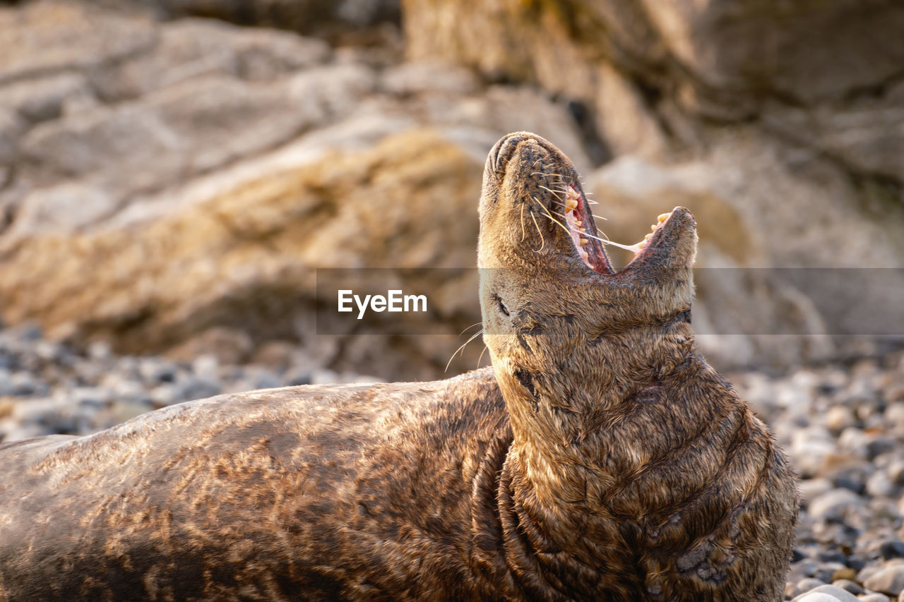 animal themes, animal, animal wildlife, wildlife, one animal, mammal, nature, rock, no people, mouth open, animal body part, close-up, relaxation, seal, outdoors, land, focus on foreground, day, side view, marine mammal, sea, sea lion, travel destinations, lying down, resting