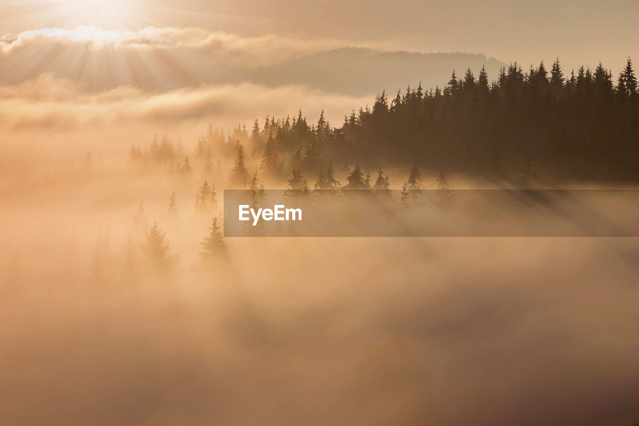 Scenic view of trees against sky during sunset