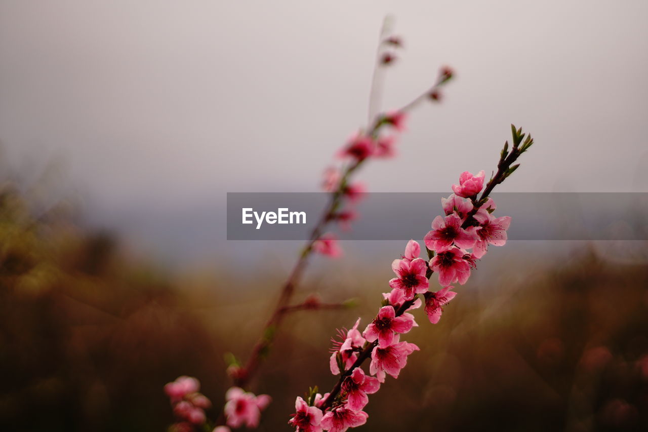 CLOSE-UP OF PINK CHERRY BLOSSOMS IN SPRING