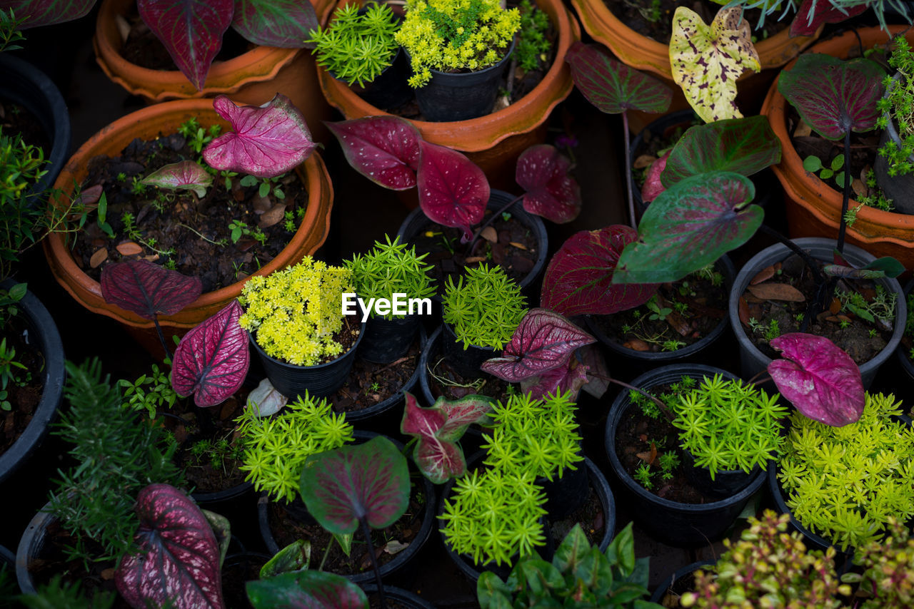 High angle view of potted plants in greenhouse