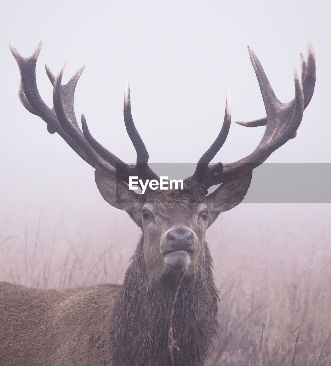 Close-up portrait of deer