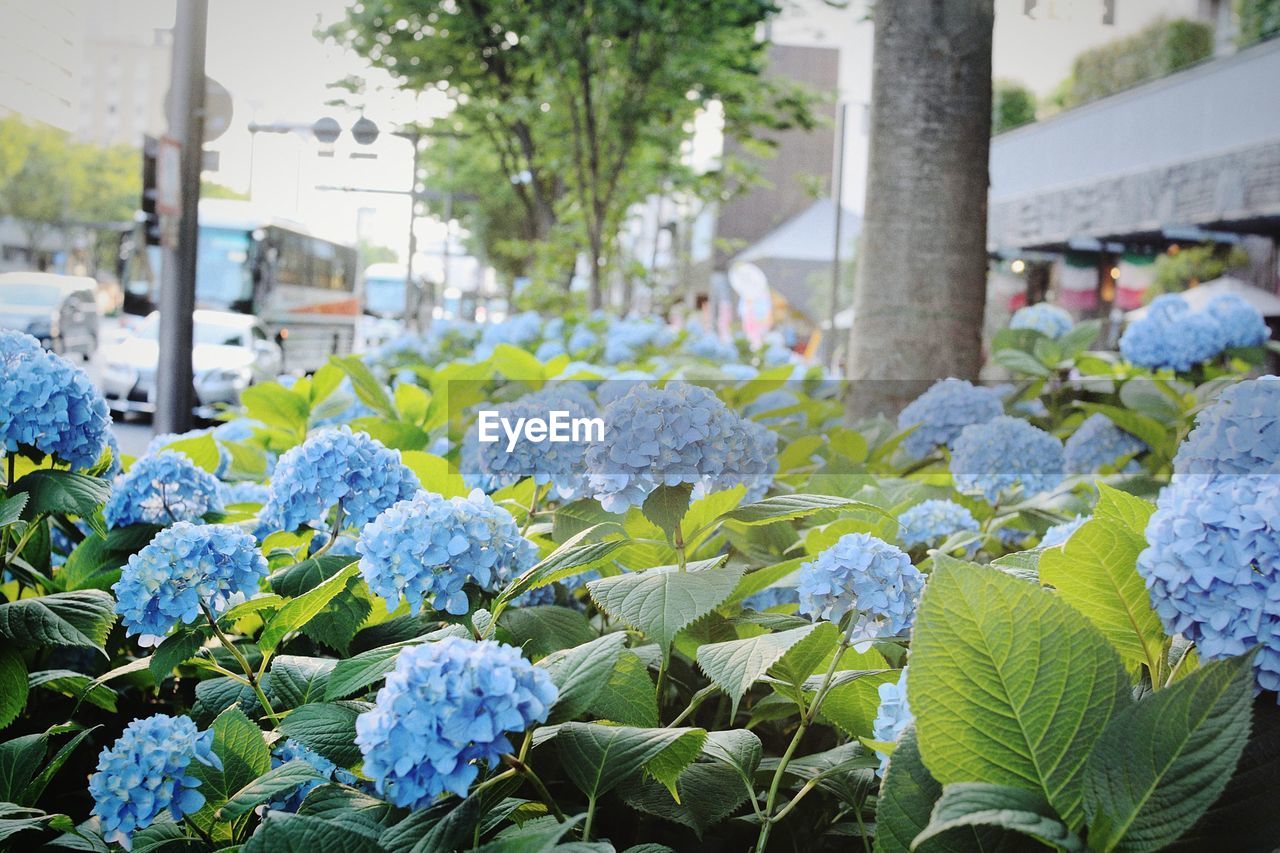 CLOSE-UP OF FLOWERS GROWING ON TREE