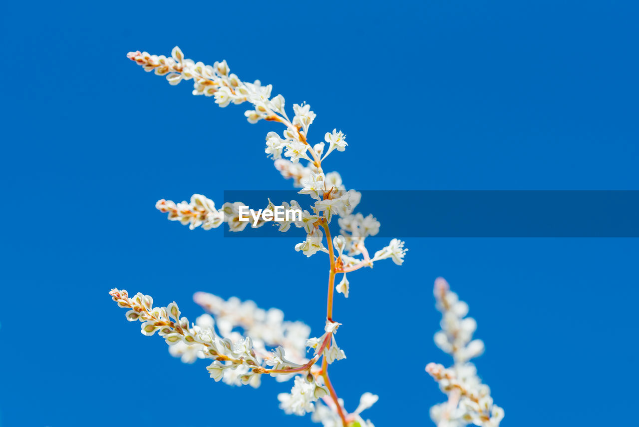 low angle view of flowers against blue sky