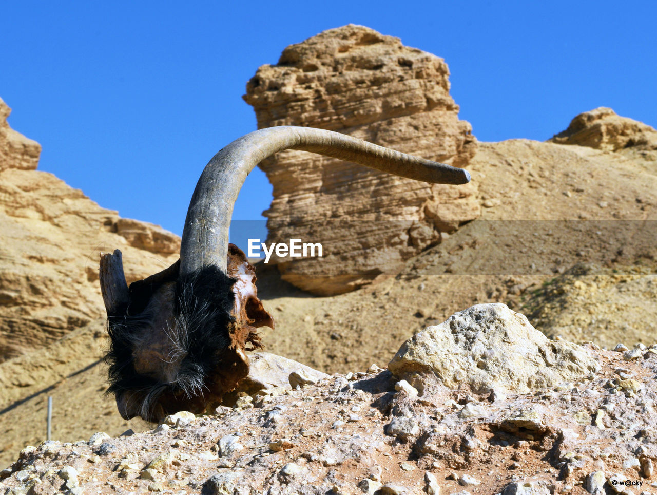 Close-up of animal skull on mountain against clear sky