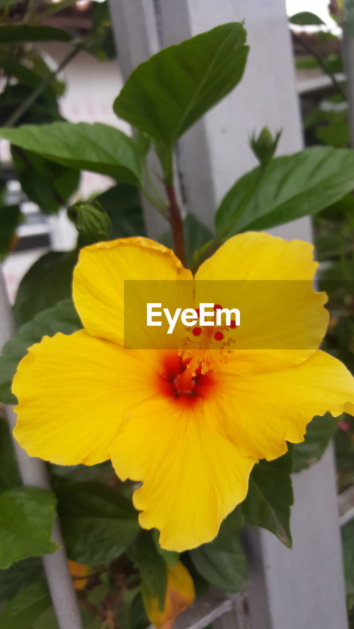 CLOSE-UP OF YELLOW FLOWER BLOOMING IN GARDEN