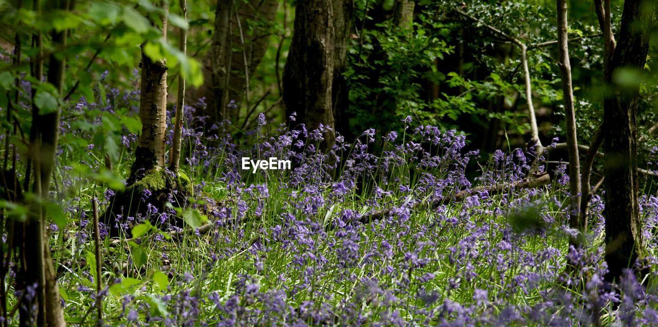 Purple flowers growing on tree