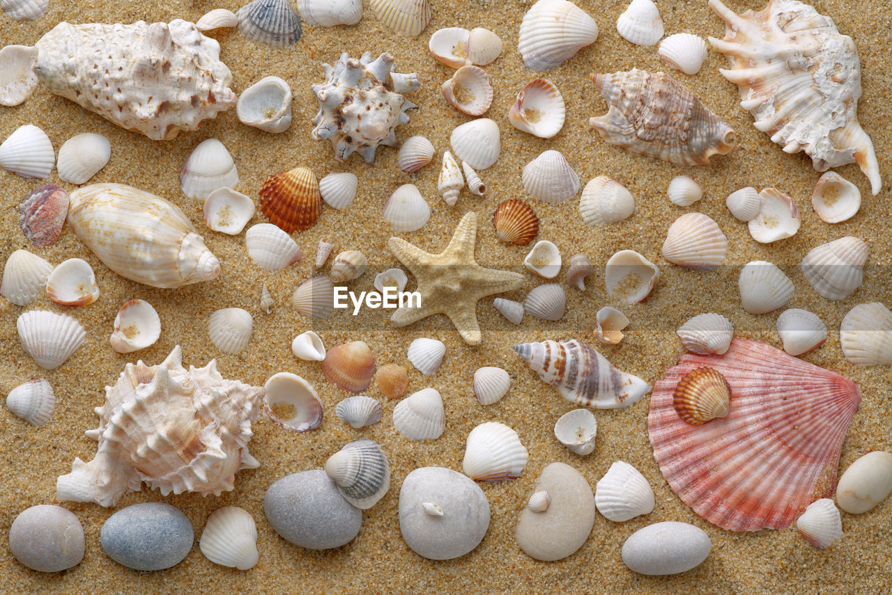 A large number of shells and stones are laid out on yellow sand. view from above. a high resolution.